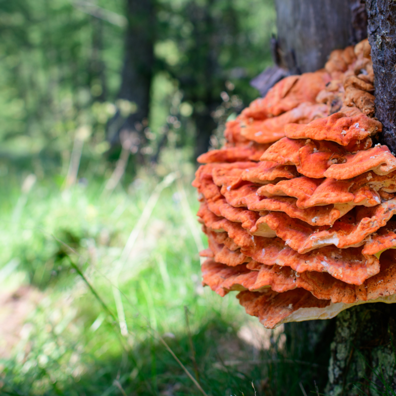 Sourcing & Testing Edible Fungi Strains for Food Products